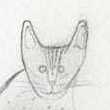 Thumbnail of Ocicat by David Turner
